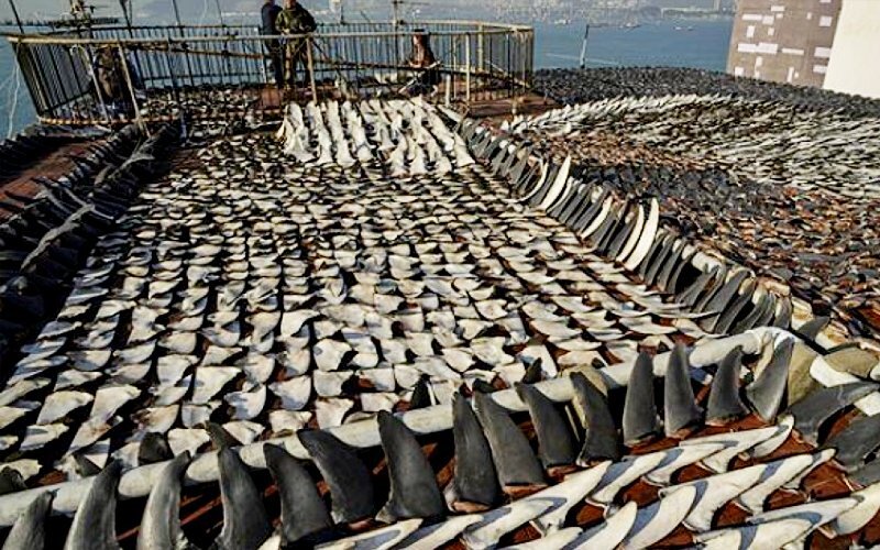 END OF THE ROAD FOR EL DORADO SHARK FIN HAUL