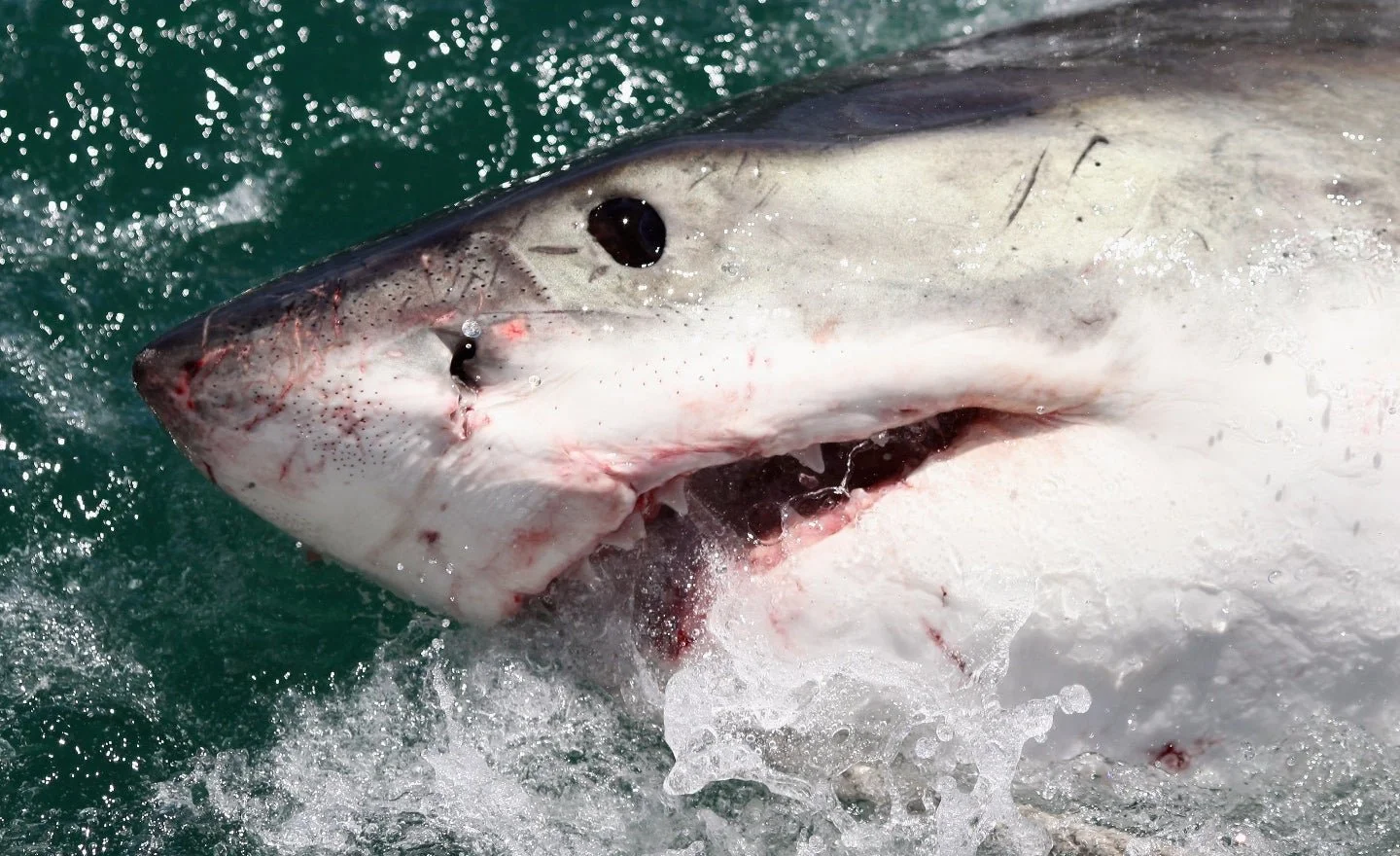 GREAT WHITE SHARK INVASION? OF COURSE NOT