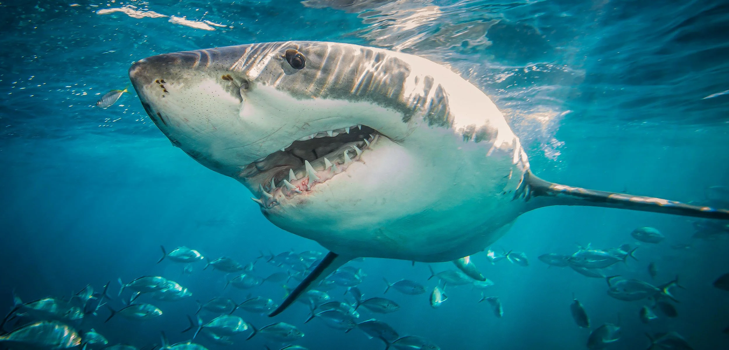 10 OF THE BEST SHARK DOCUMENTARIES EVER MADE