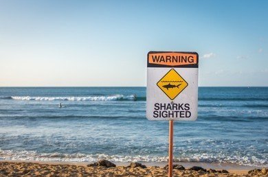 FATAL US SHARK ENCOUNTER ON CHRISTMAS EVE REMINDER OF CAUTION IN THE WATER