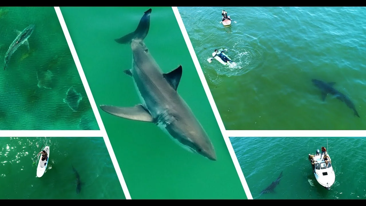 BEST GREAT WHITE SHARK DRONE FOOTAGE 2021