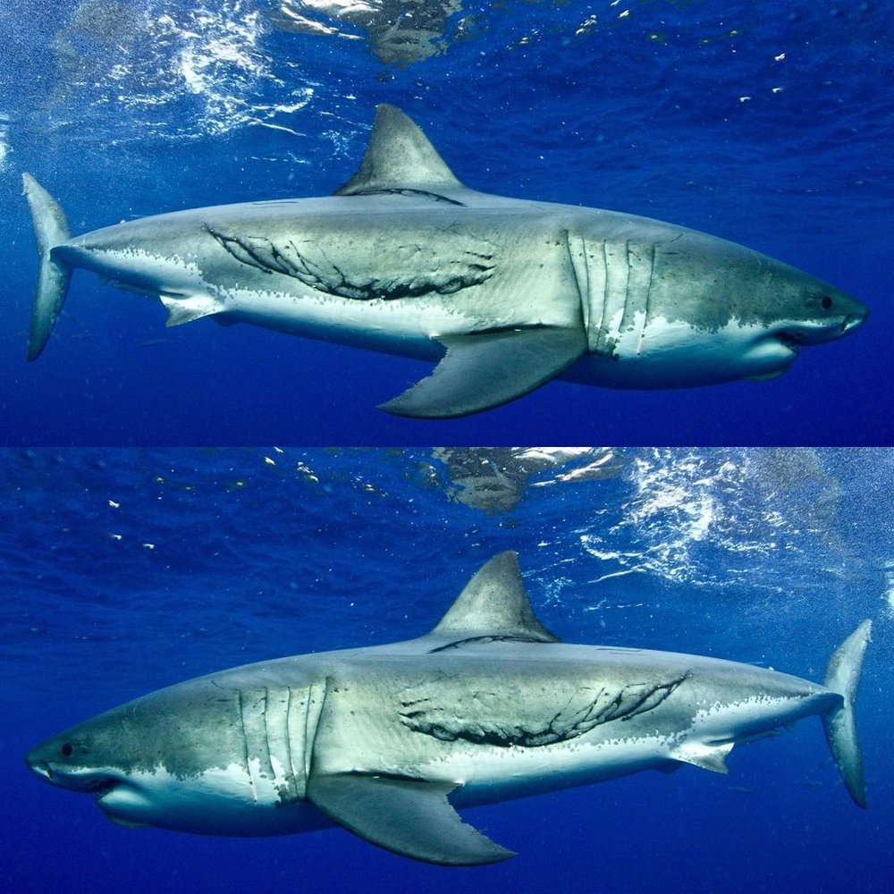 DOES PHOTOGRAPH OF BITTEN GREAT WHITE SHARK SUGGEST SHARKS THE SIZE OF