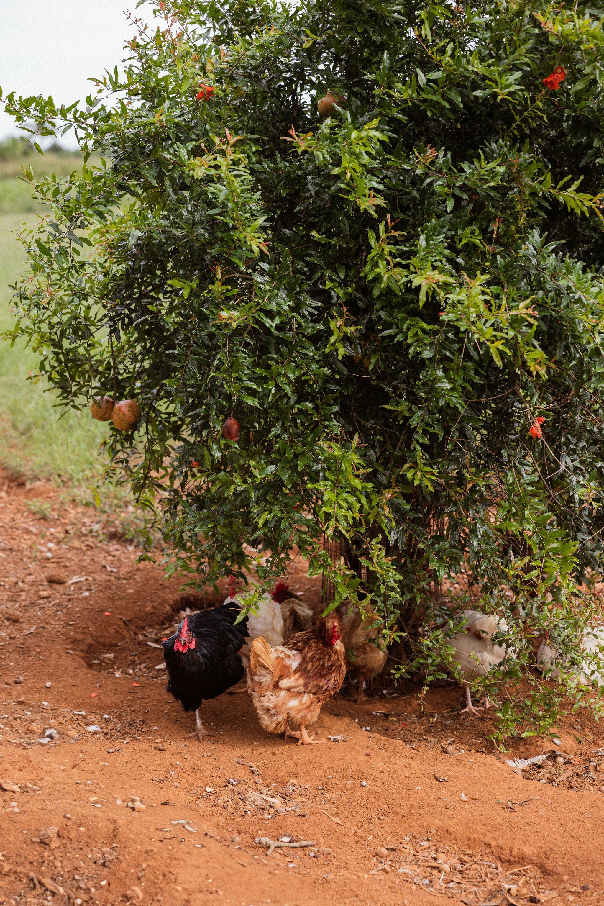 Mathilde-Bouby-Photography-Farm-and-Co-Restaurant-Kingscliff-39.jpg