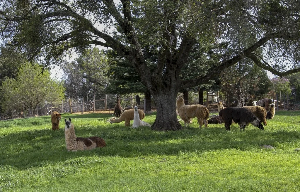 Llama Farm CR_.jpg