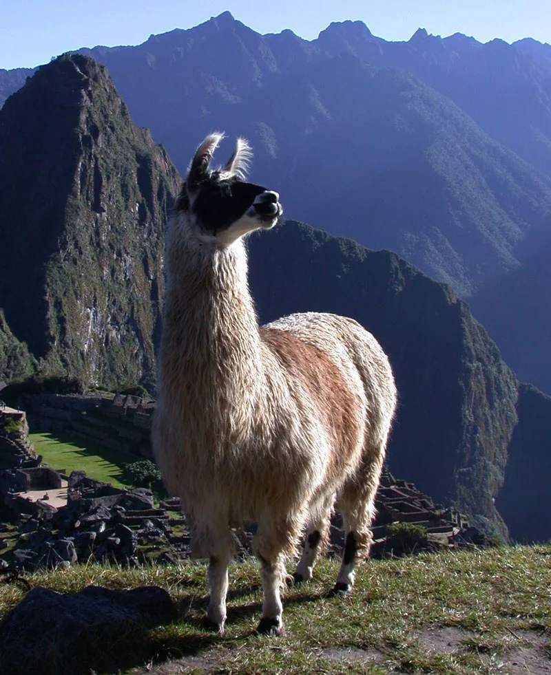 Llama-Machu-Picchu.jpg