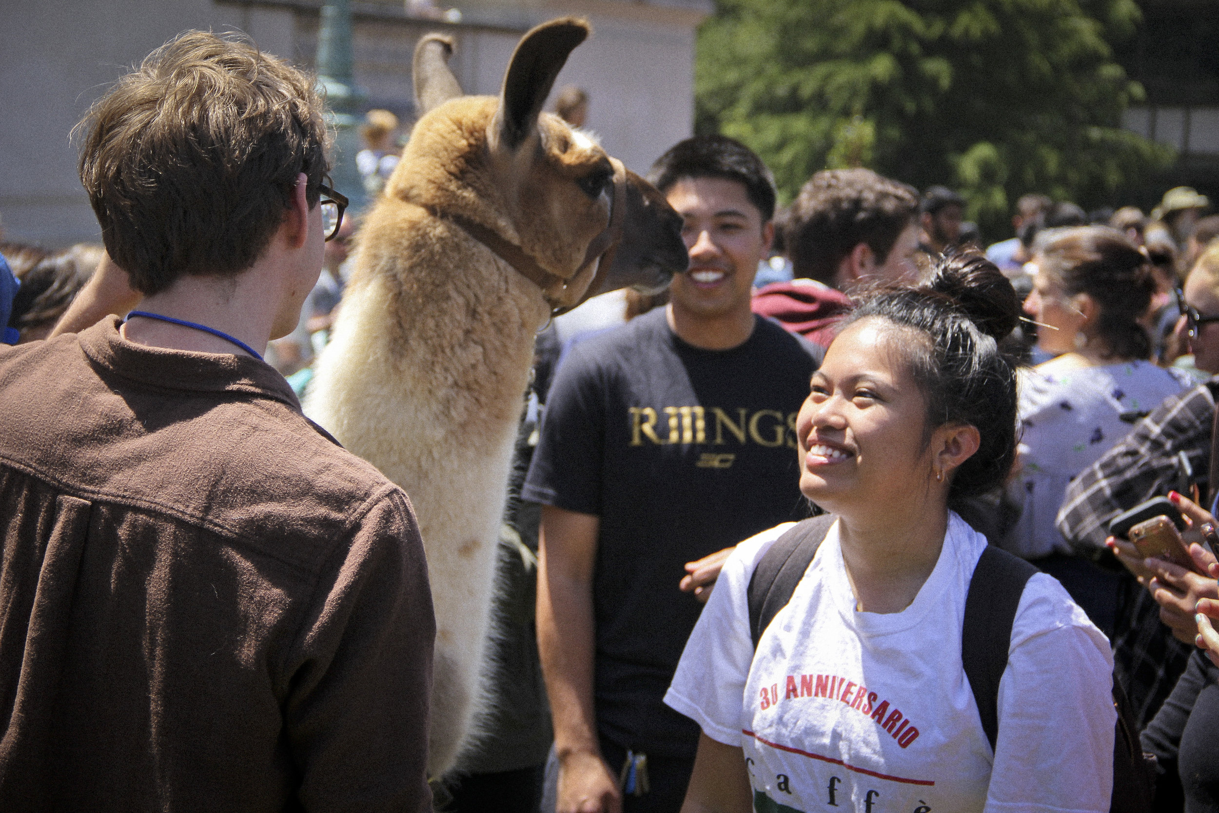 Llamas of Circle Home Berkeley _2.jpg