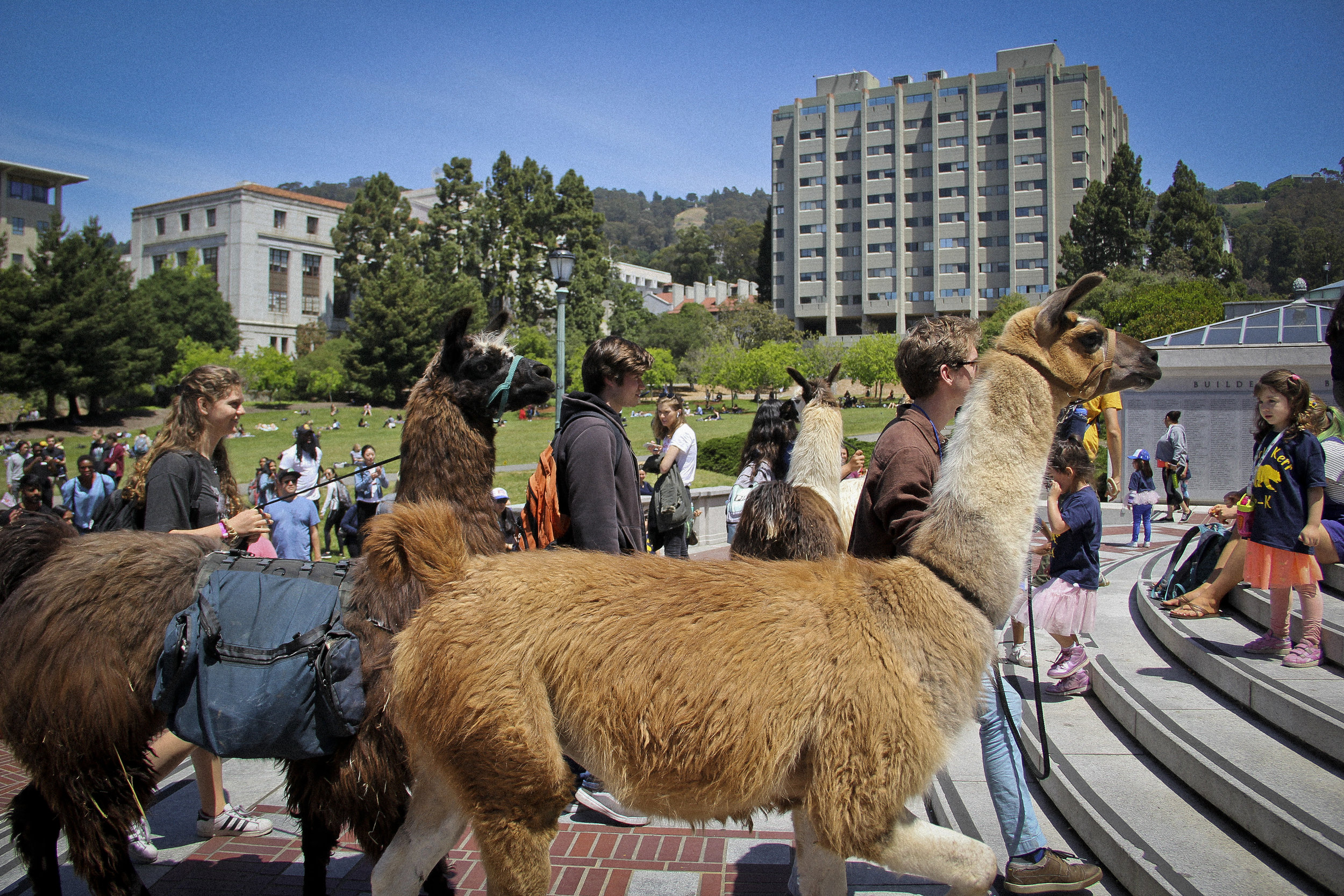 Llamas of Circle Home Berkeley _5.jpg