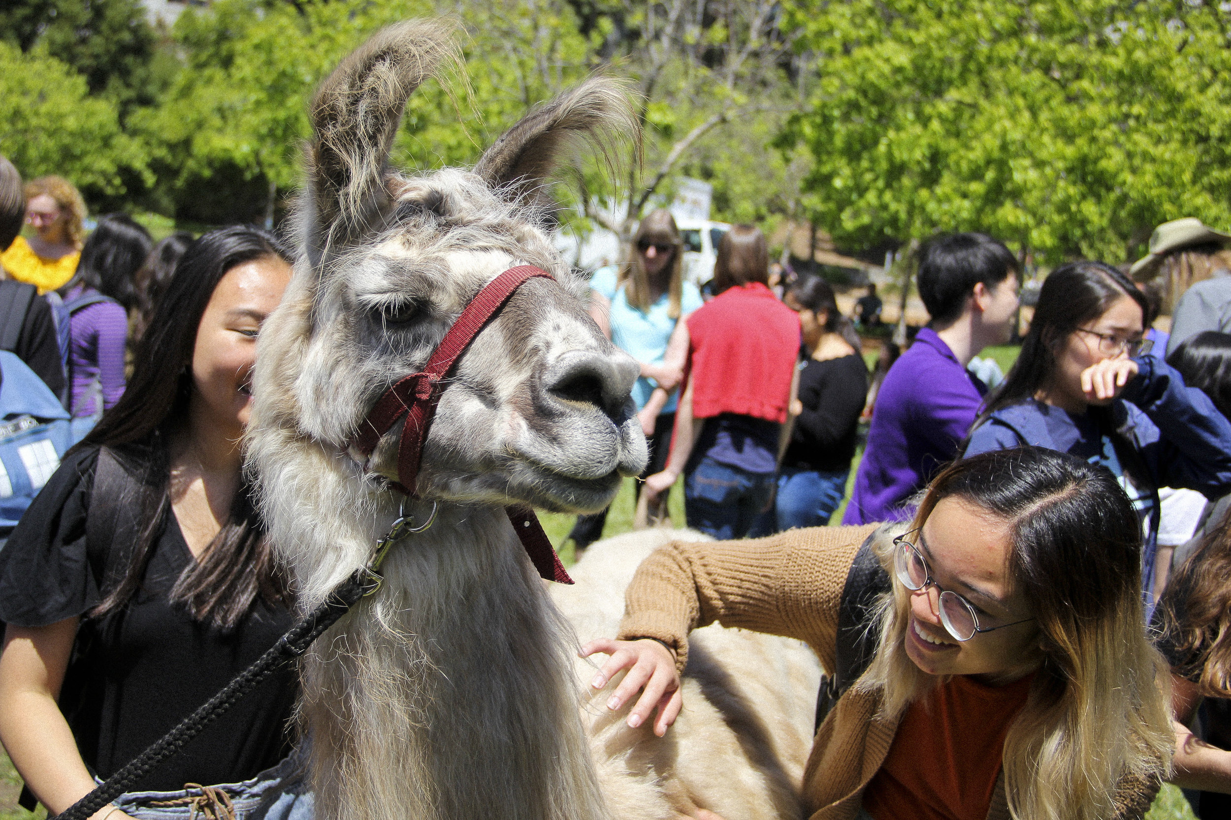 Llamas of Circle Home Berkeley _6.jpg