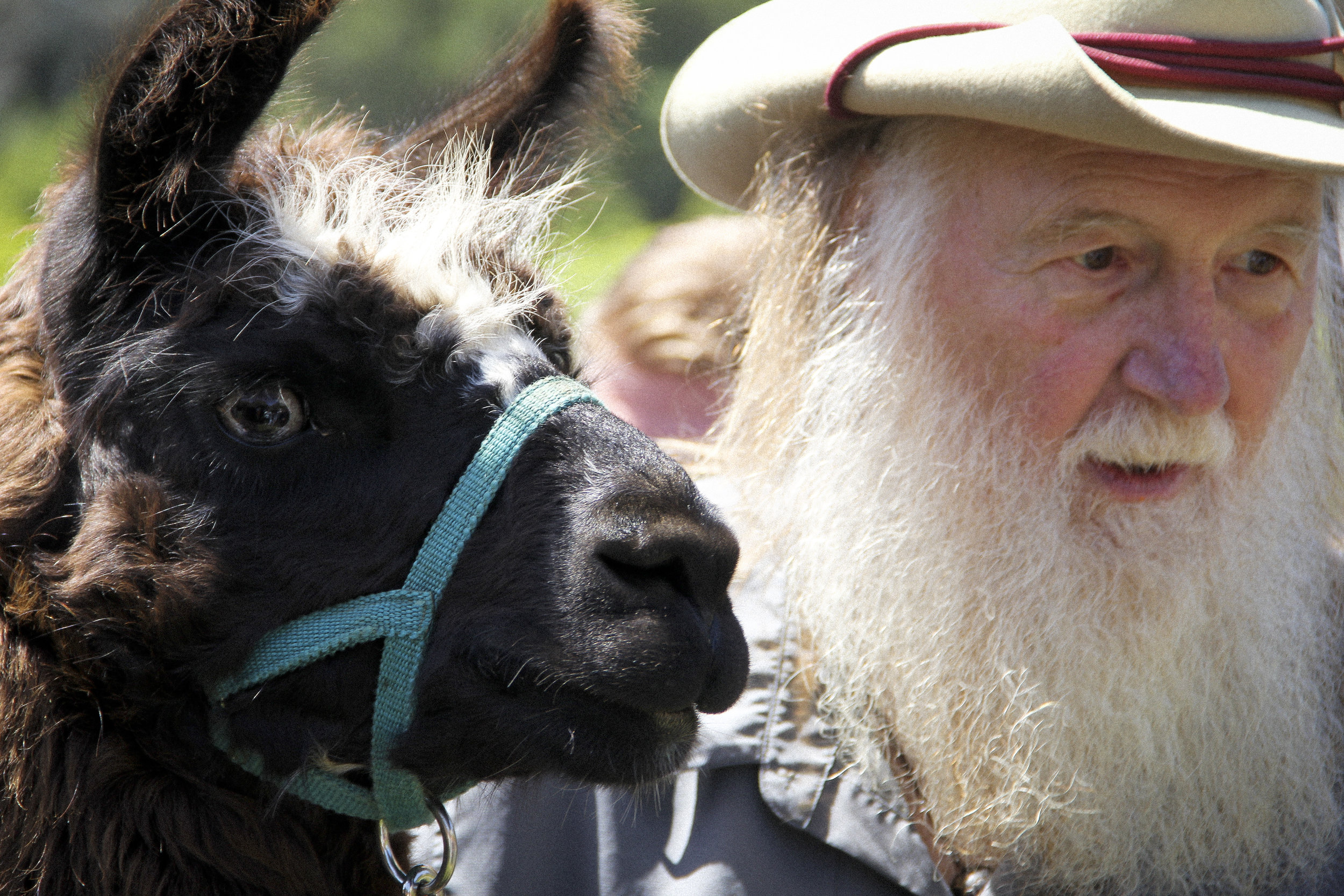 Llamas of Circle Home Berkeley _7.jpg