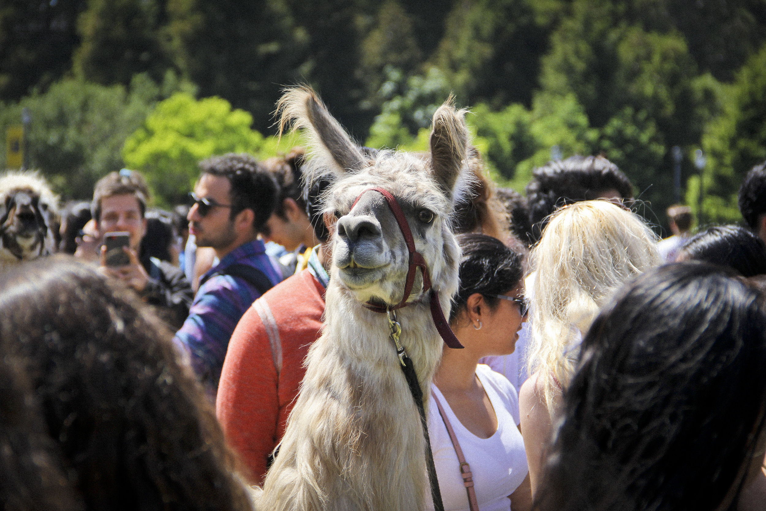 Llamas of Circle Home Berkeley _8.jpg