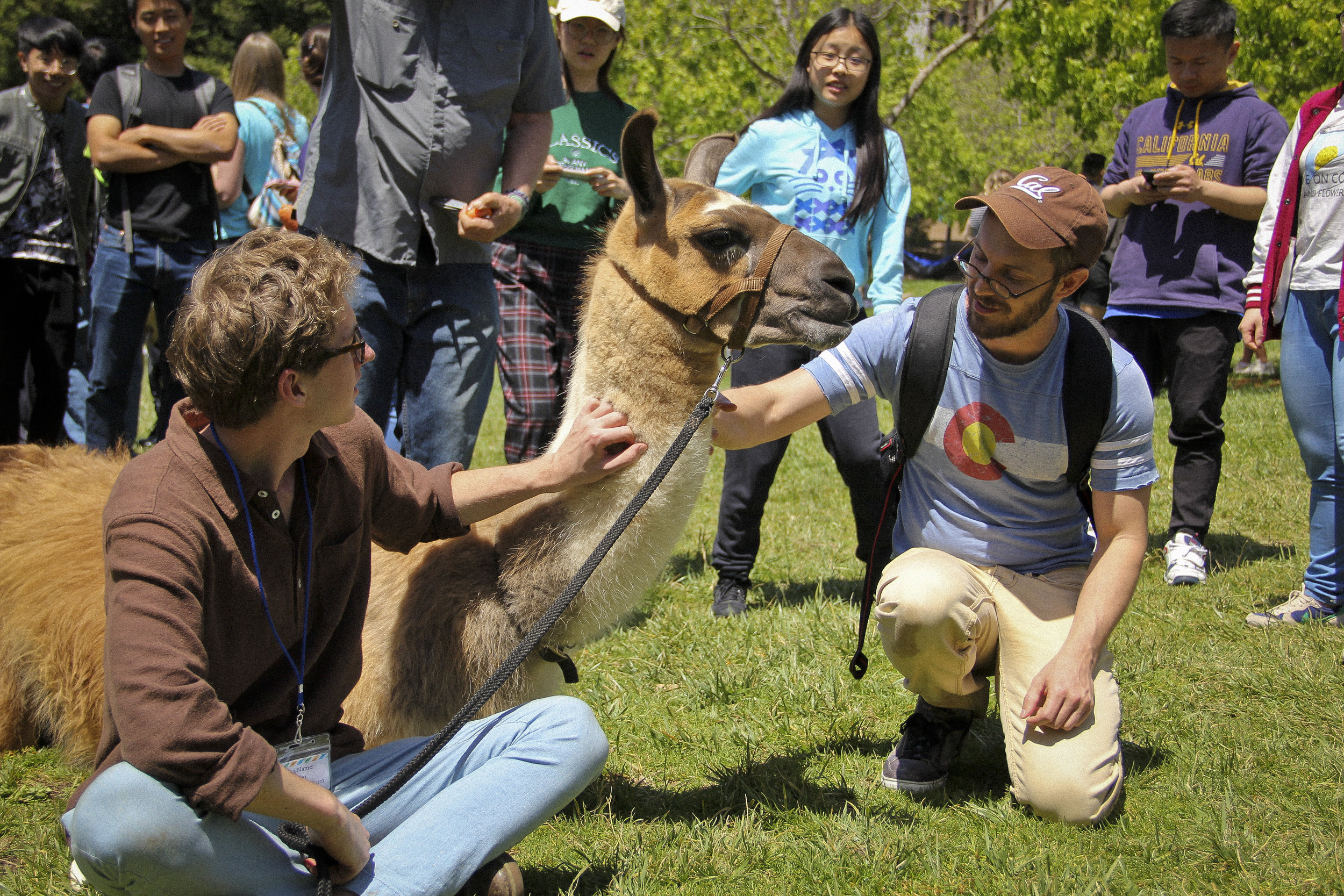 Llamas of Circle Home Berkeley _9.jpg