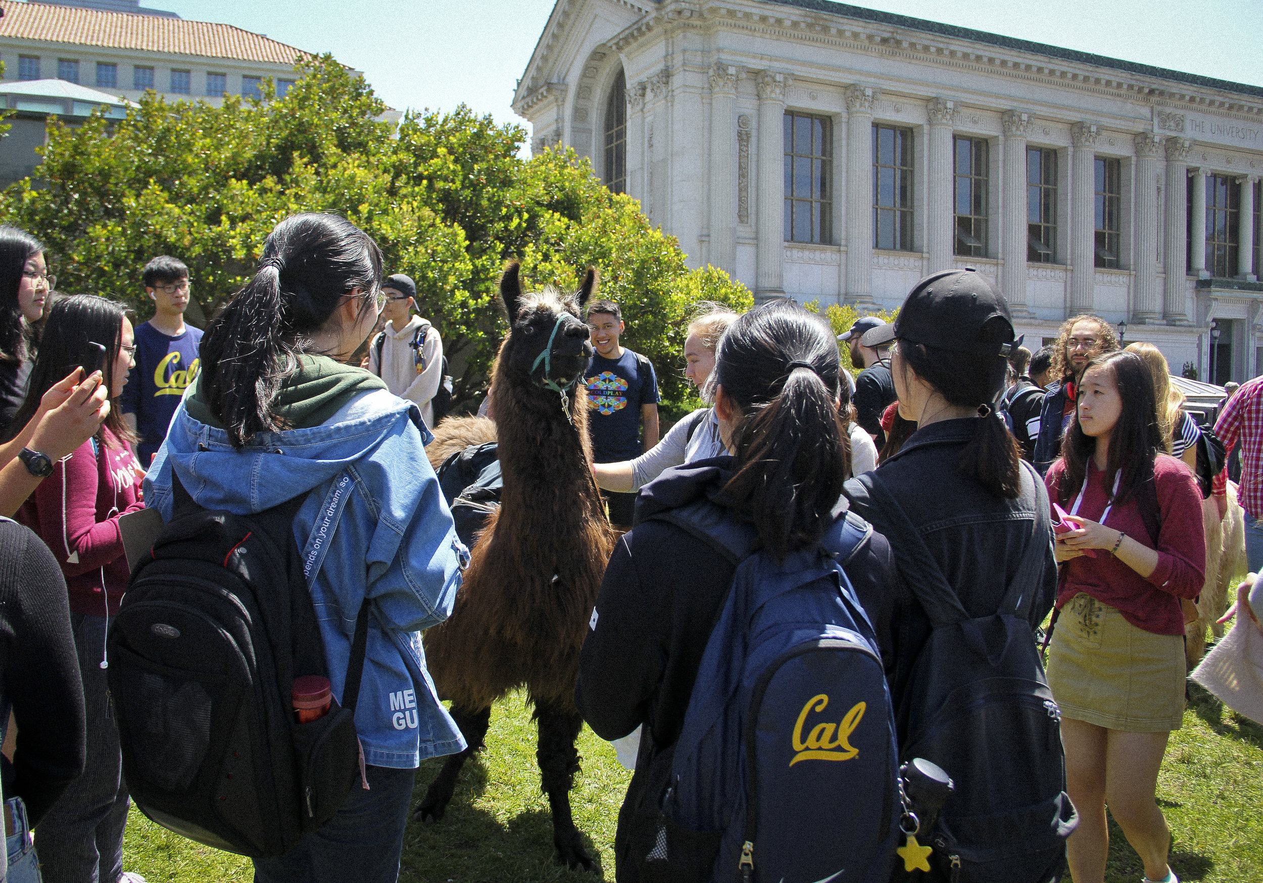 Llamas of Circle Home Berkeley _10.jpg