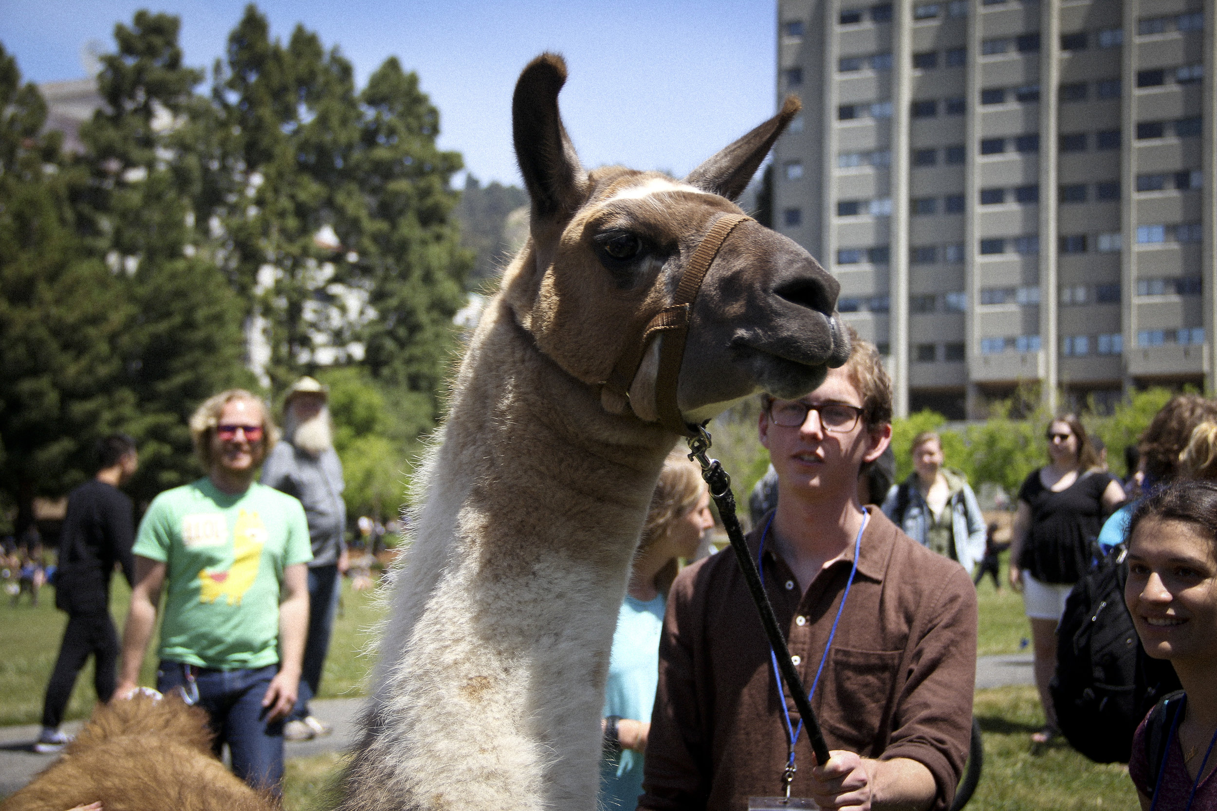 Llamas of Circle Home Berkeley .jpg