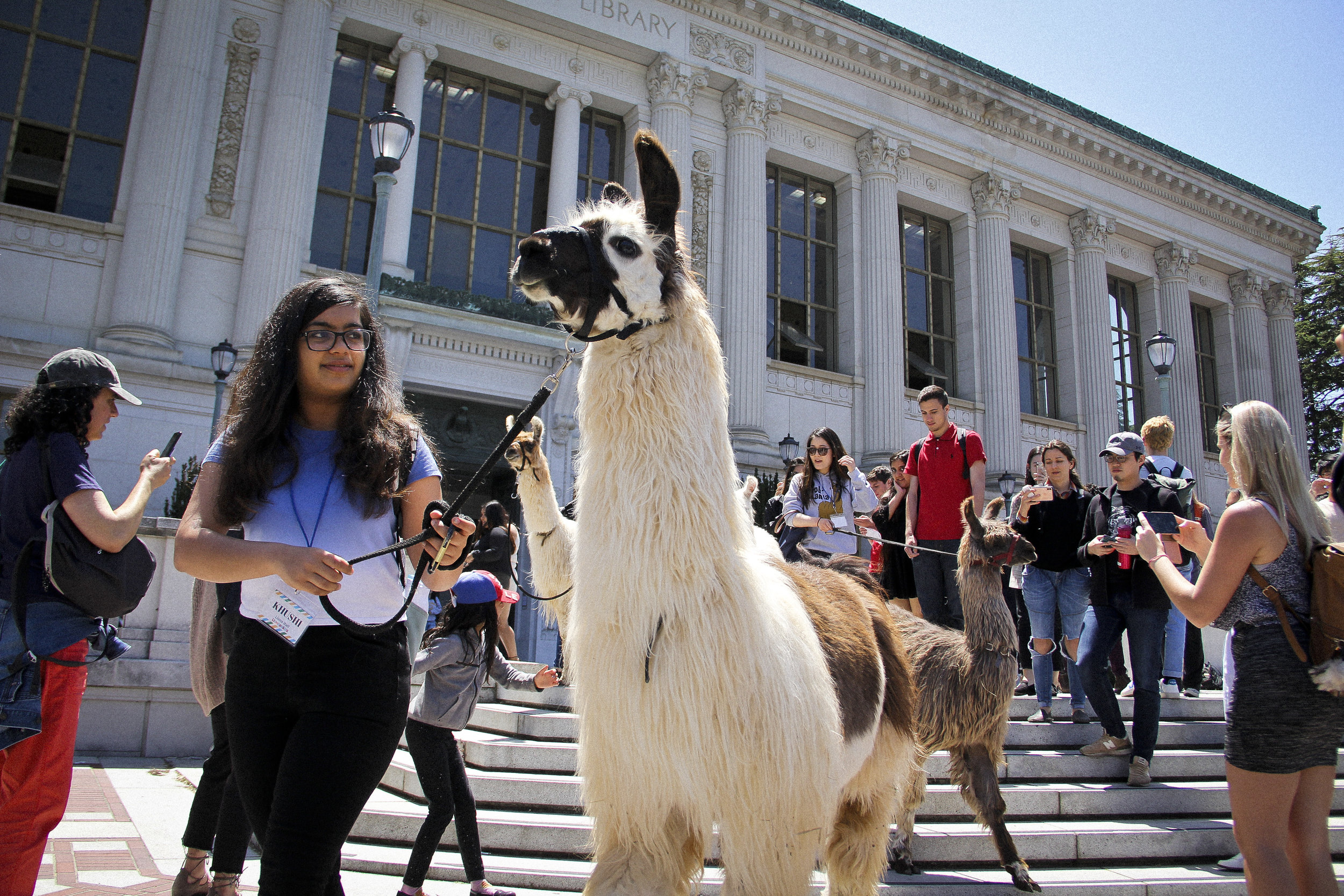 Llamas of Circle Home Berkeley _11.jpg