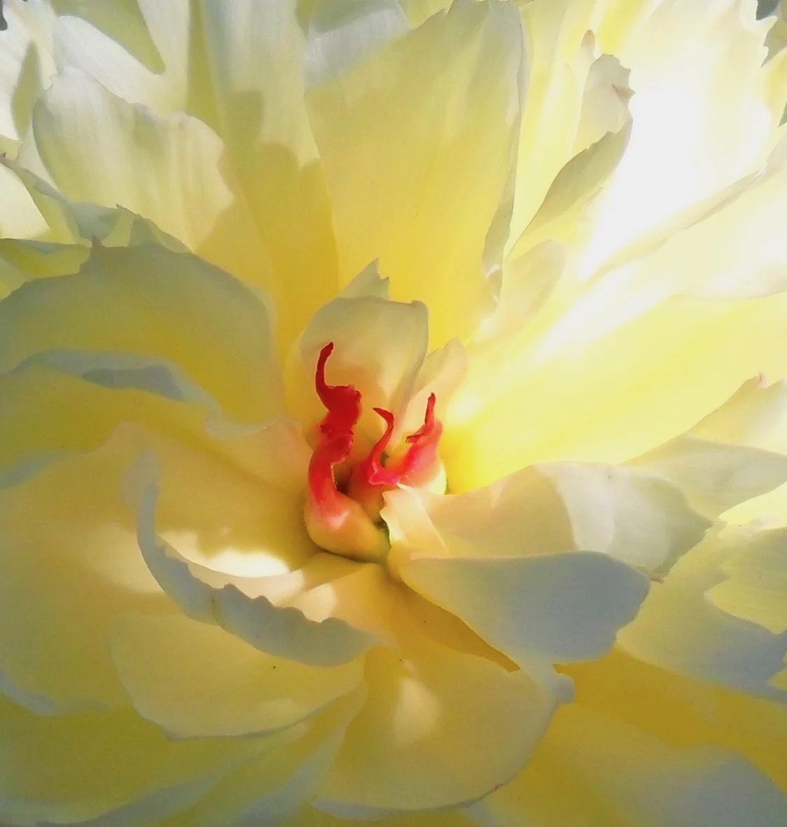 Welcome to Rigpa News