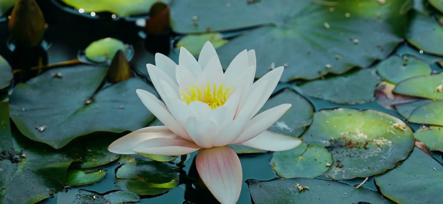 An Update on the Restorative Process