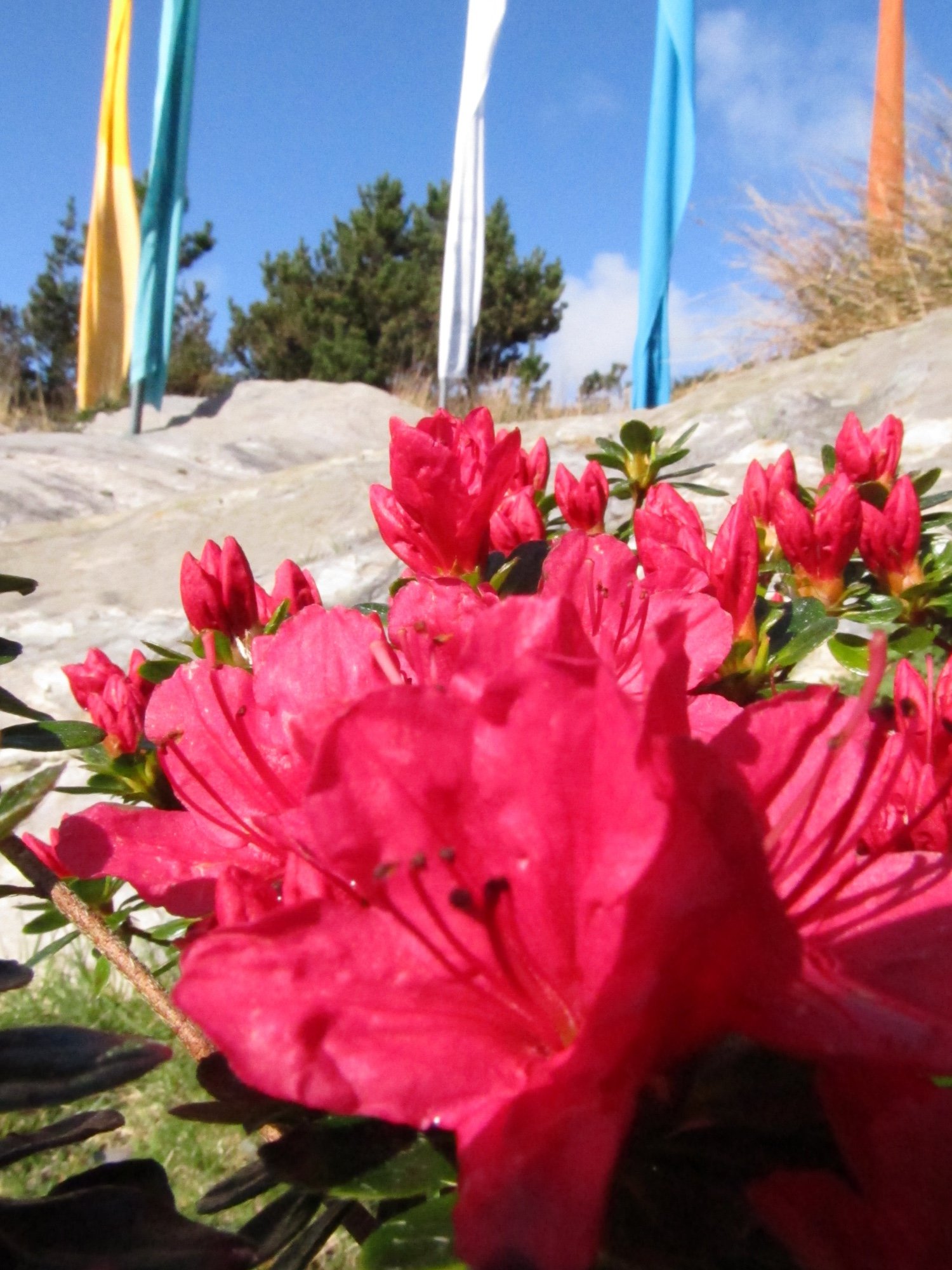 DZB flowers1.JPG