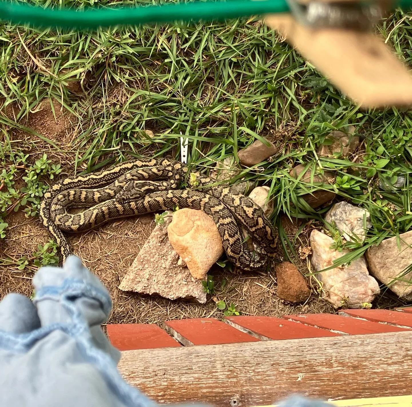 Our python pal is back, napping under the washing line 💚