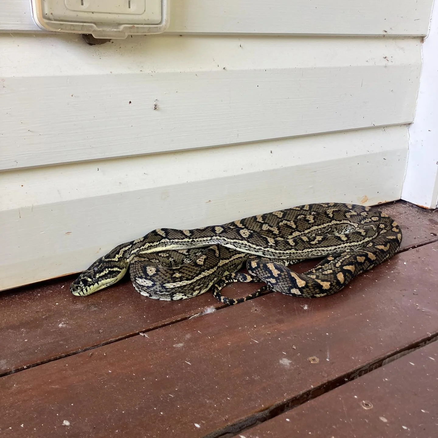 Good morning, Sammy the Second! A little surprise for me when opening the Yellow Doors today. 

The OG Sammy who used to hang out in the bbq was a fair bit bigger. 

This new fella might be the one who was recently seen hanging in the rafters at the 