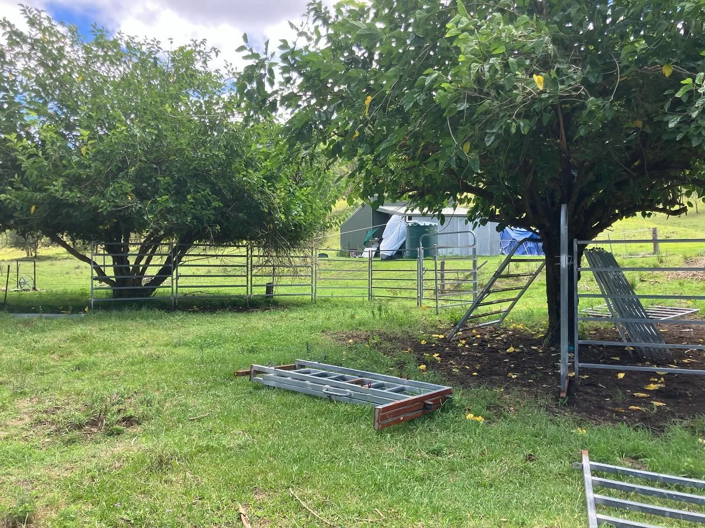 Movement under the mulberries