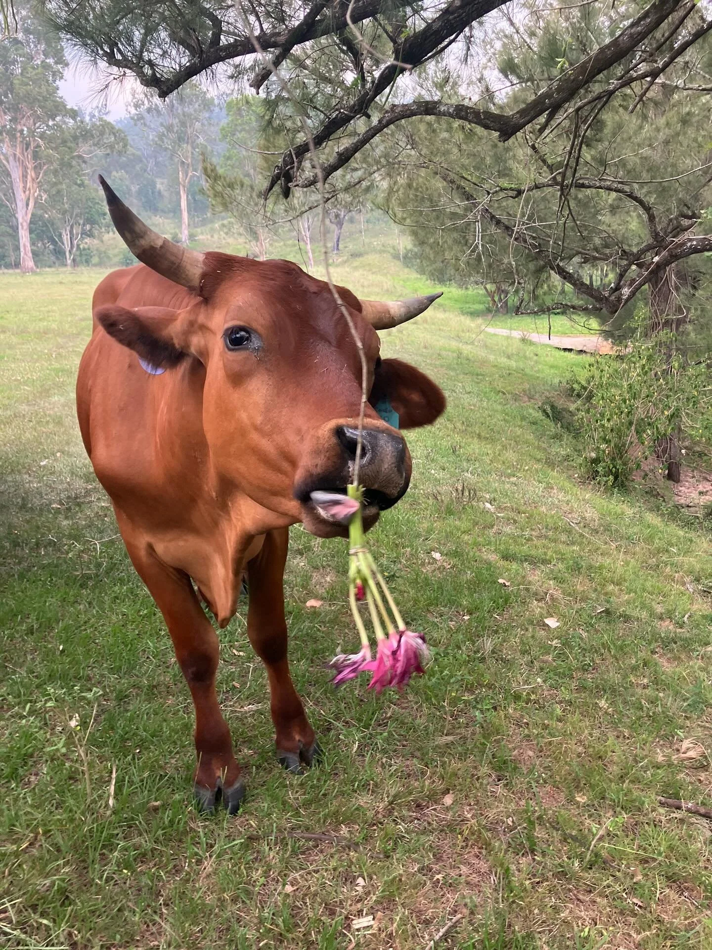 Colin doing his thing&hellip;. Eating anything he can find