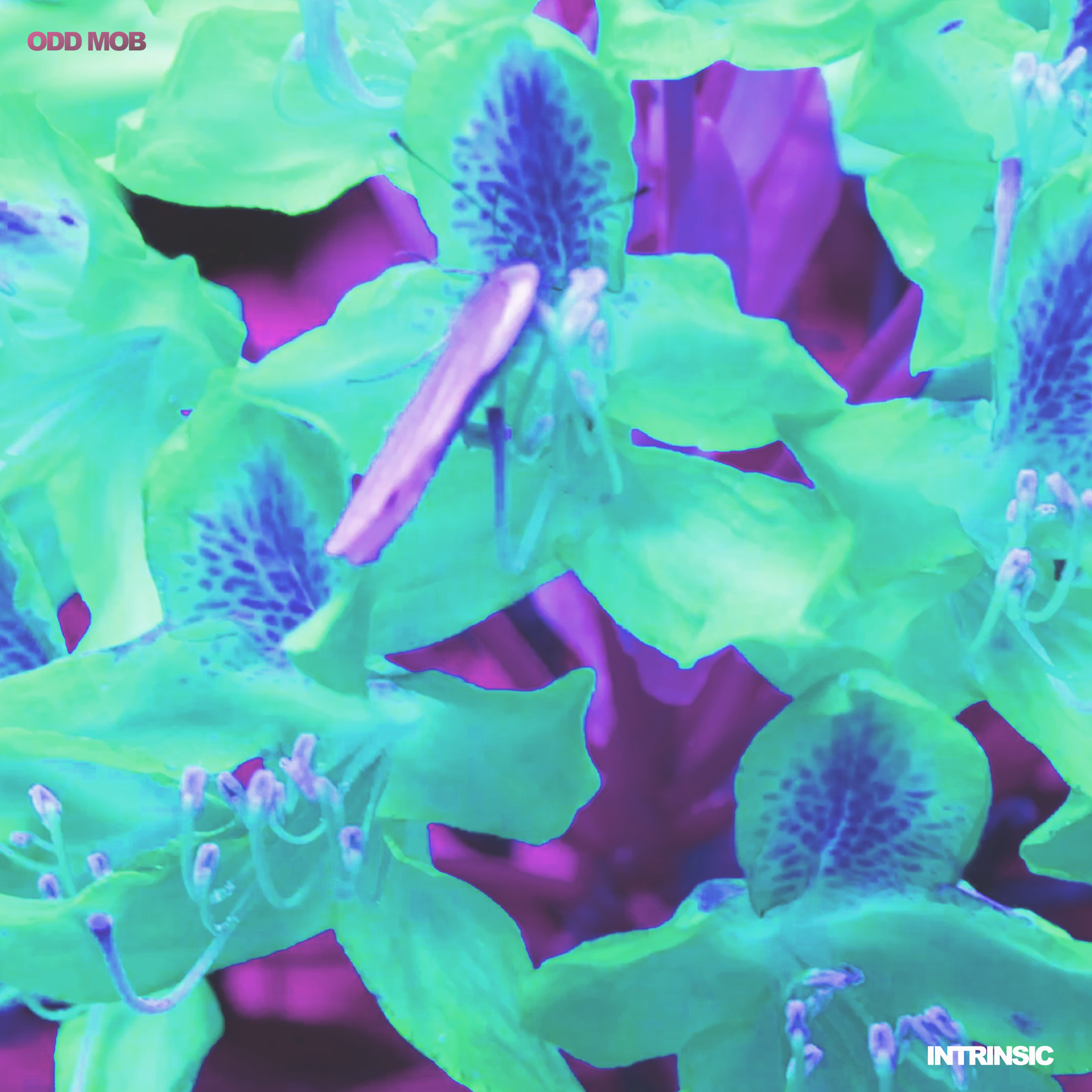ODD MOB - Intrinsic