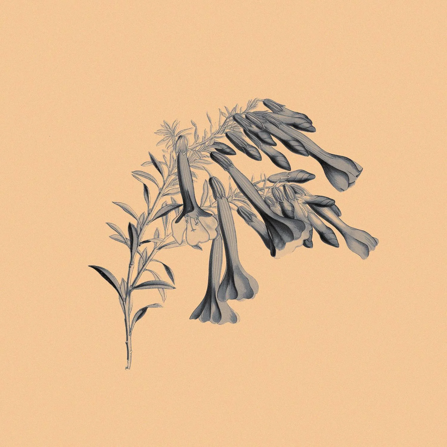 Floret Loret - Cantuta