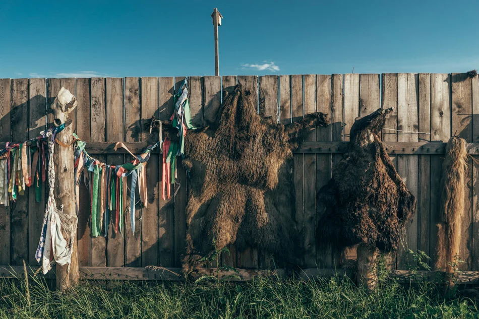 Skins of bears dry on the sun