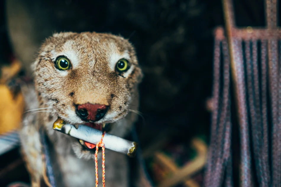 Taxidermy animal lynx