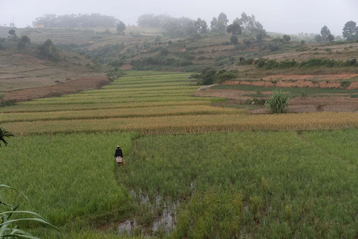 Madagascar Photo by Yuriy Ogarkov - Copyrighted-004.JPG