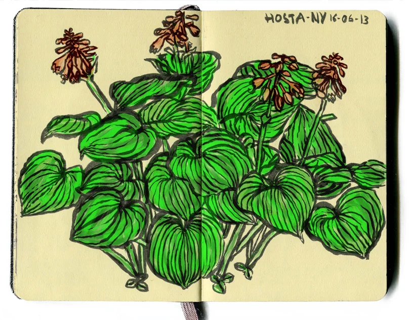 horta-sheina.jpg