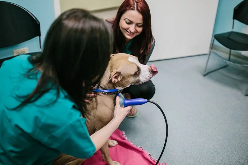 Veterinary_shock-wave_therapy.jpg