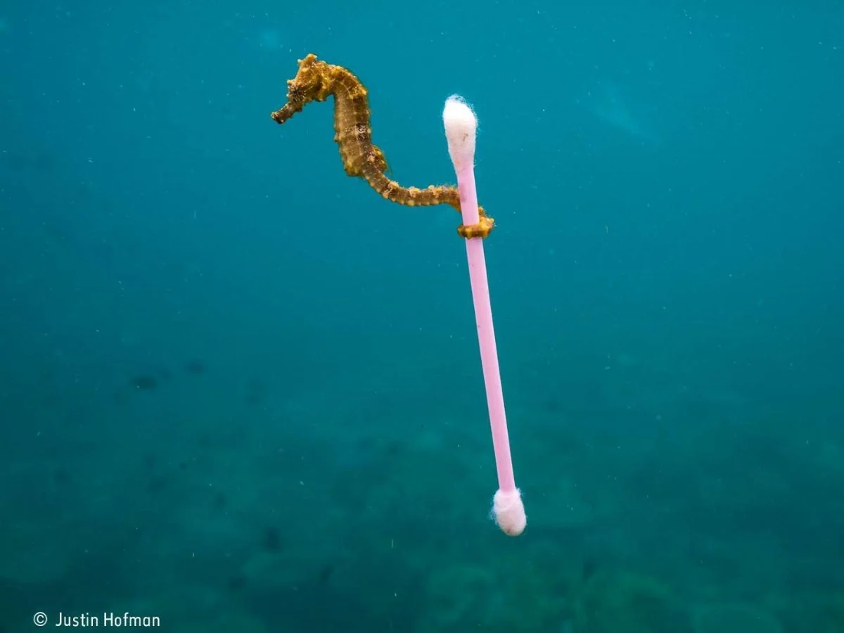 Многоразовая туалетная бумага, или Куда попадают губки после смерти