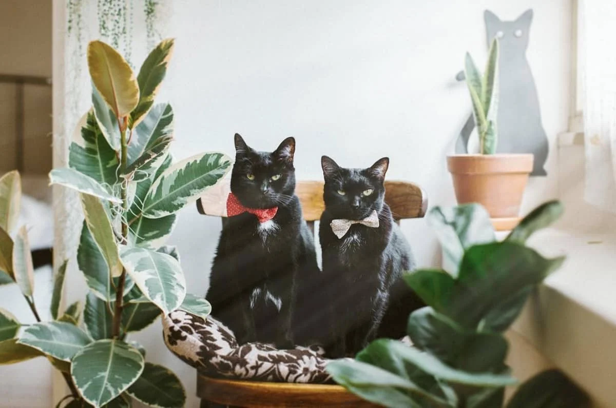 Самые модные комнатные растения инстаграма и пинтереста