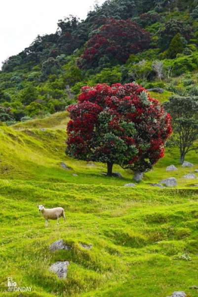  новозеландское рождественское дерево похутукава  источник  