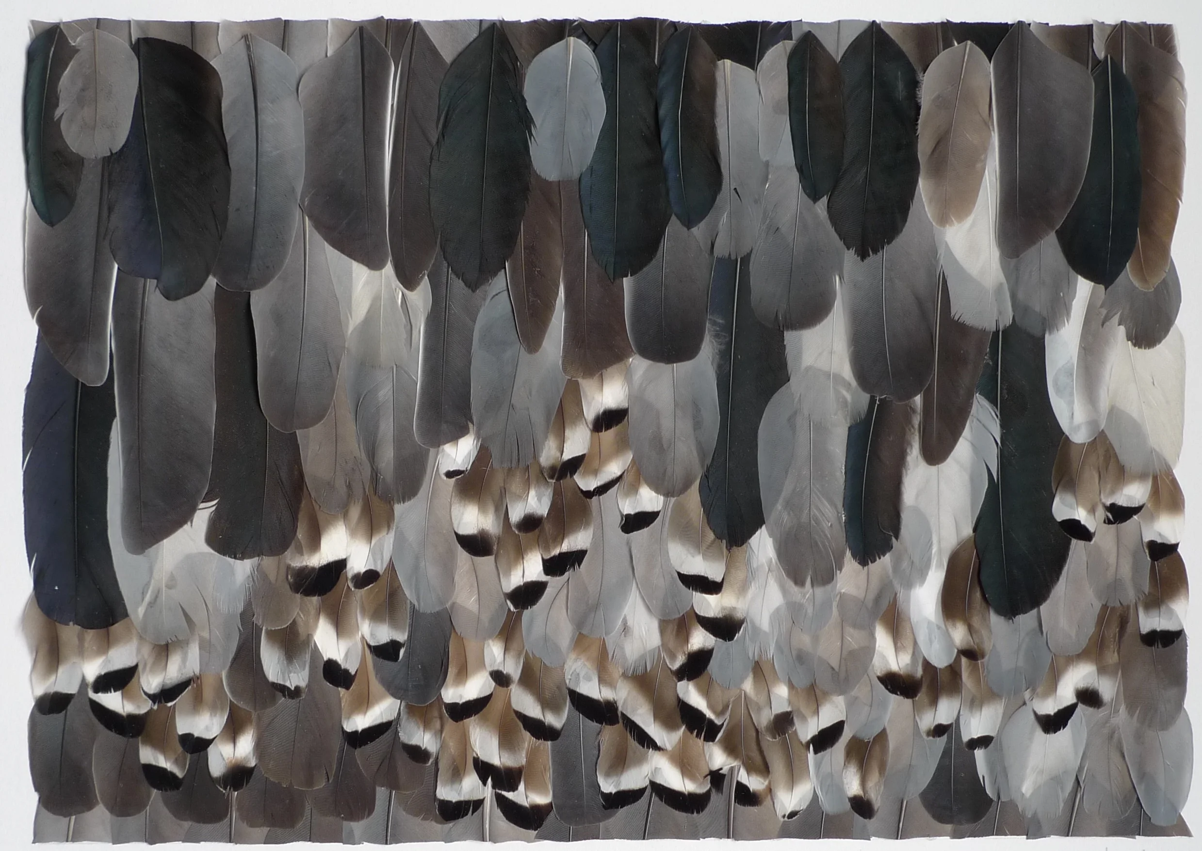 28 x 18cm Feathers on paper