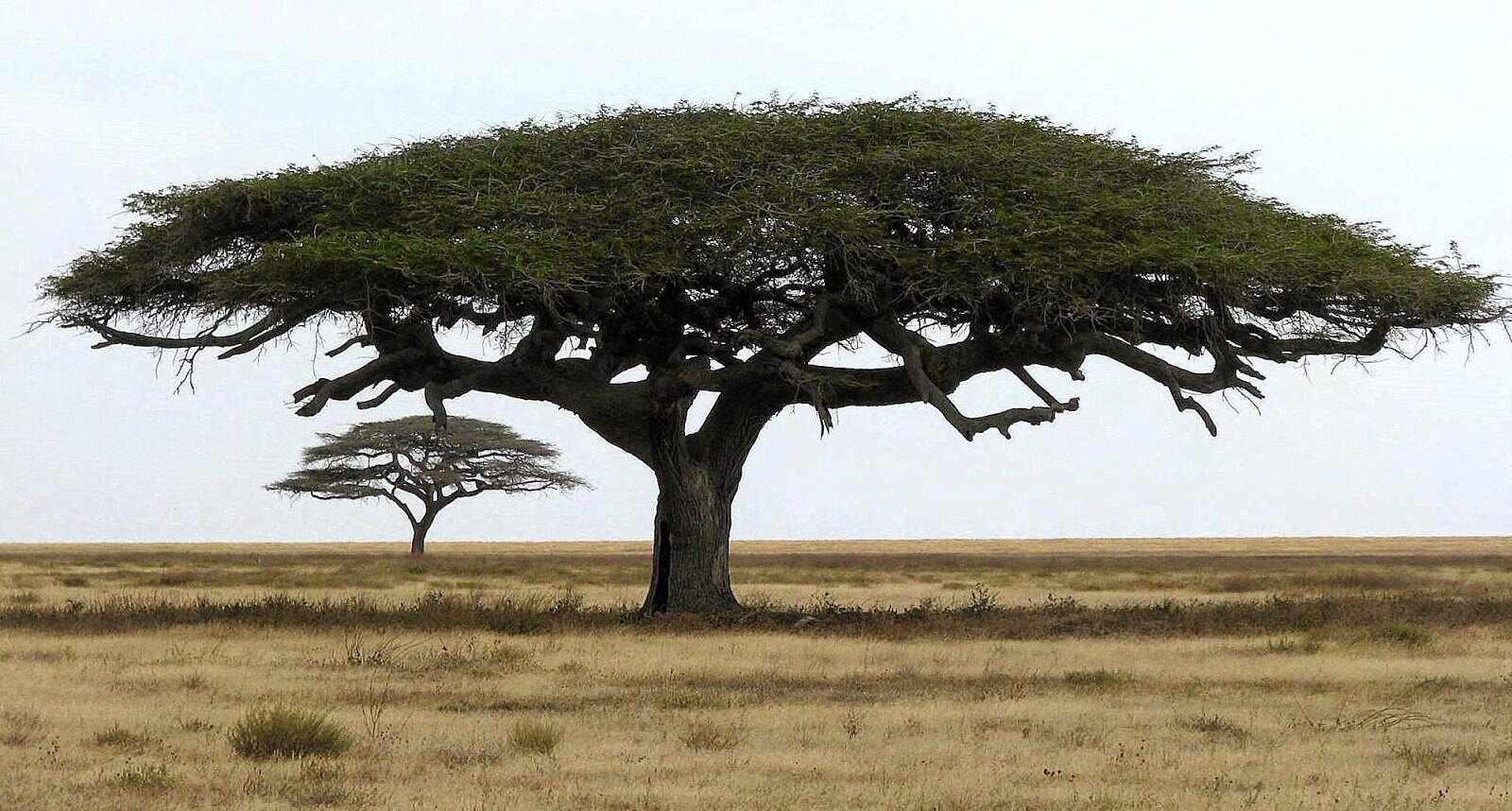 Tree.jpg