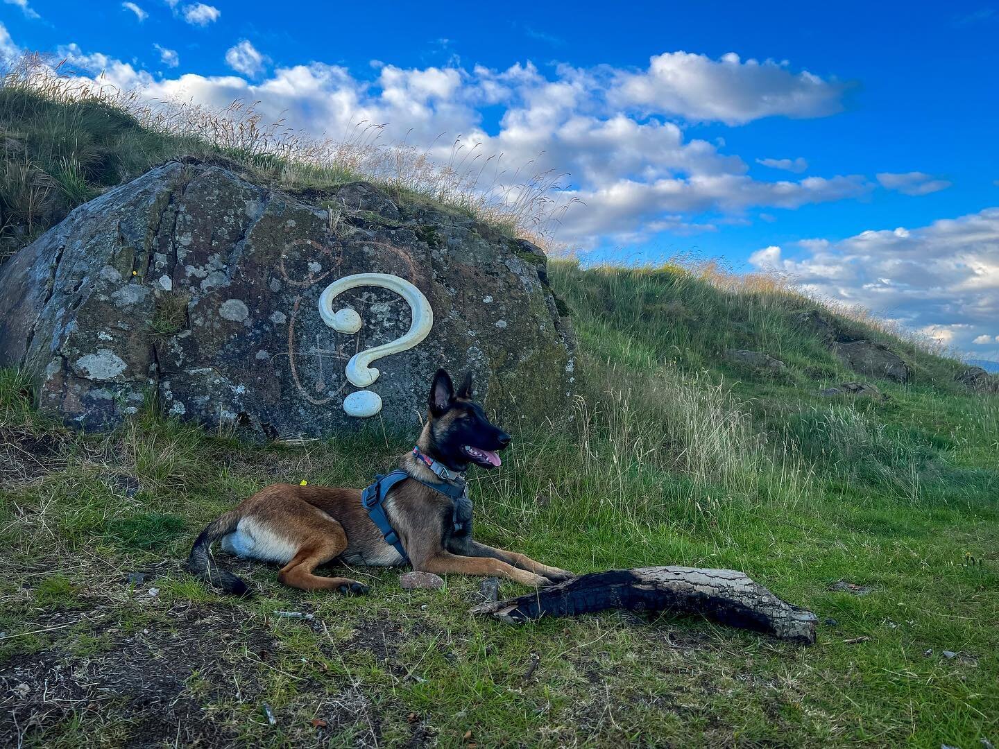 My girl already loves the hills. Wonder what she&rsquo;s thinking????

#traildog #belgianmalinois #dogsofinstagram #doglife #puppygram
