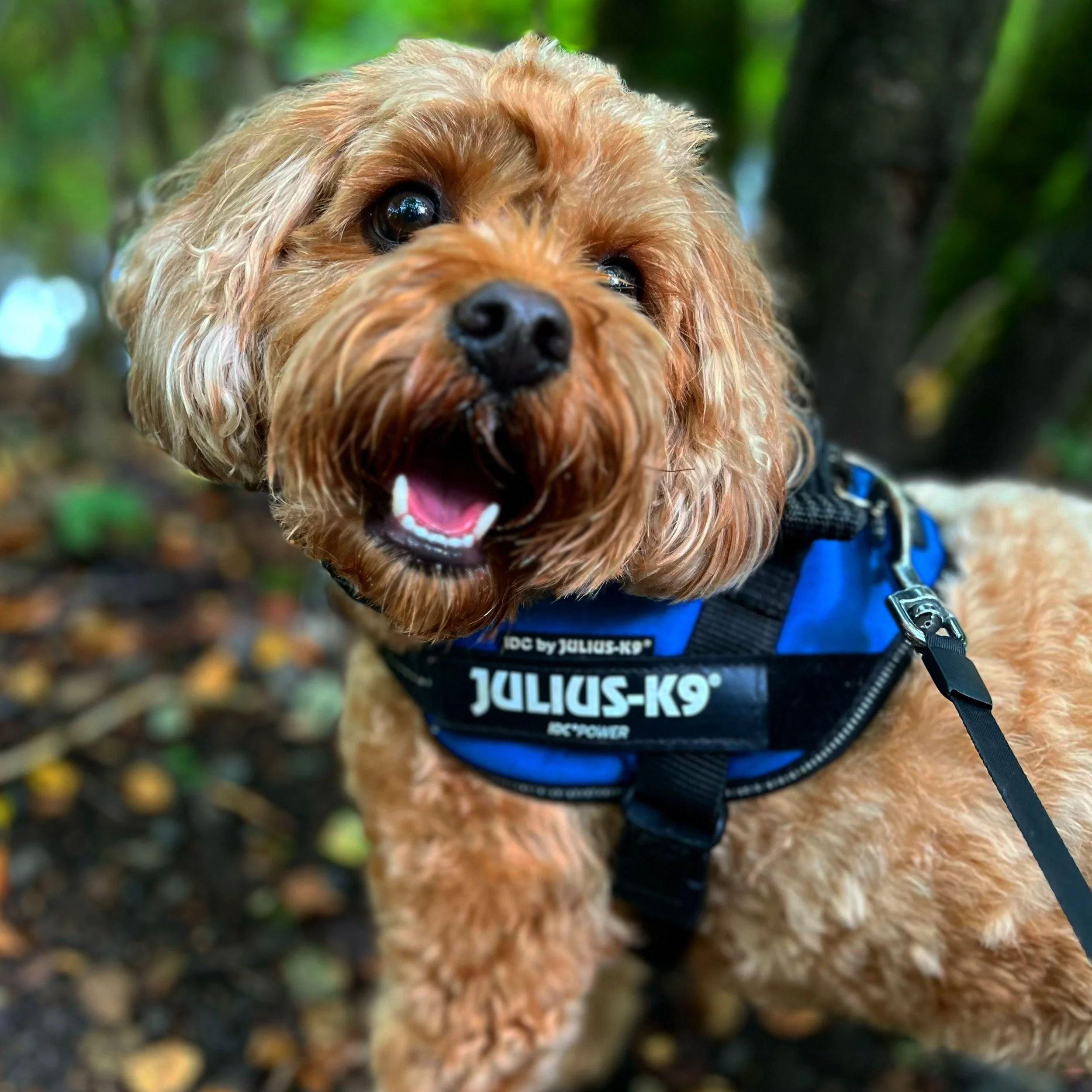 14 Days to Go: Sick As a Dawg