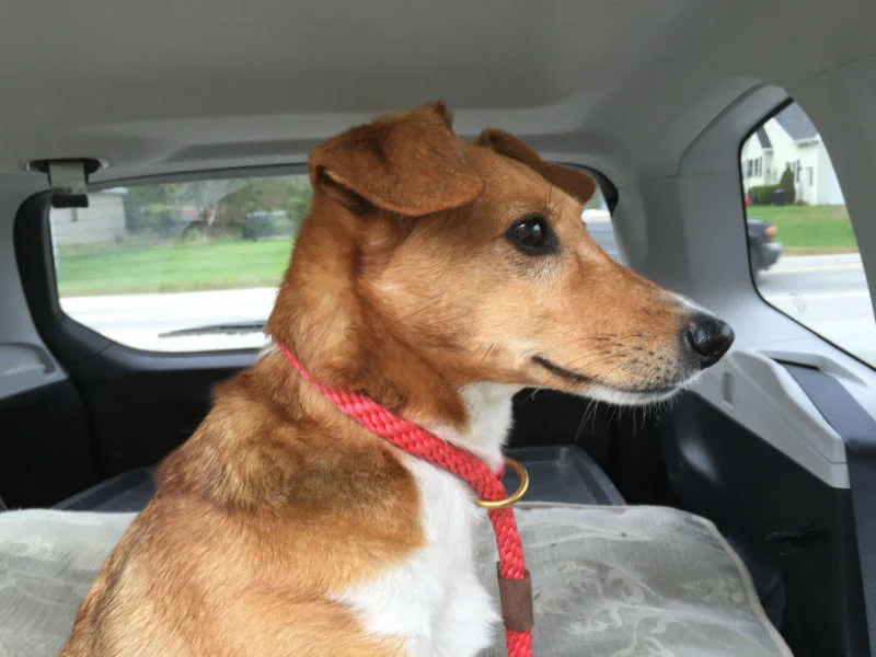 A True Super Hero Rescues a Little Brown Dog