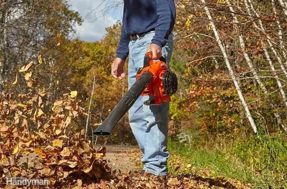 PROBLEM SOLVED Christmas Tree Needle Drop — Vermont Land Broker