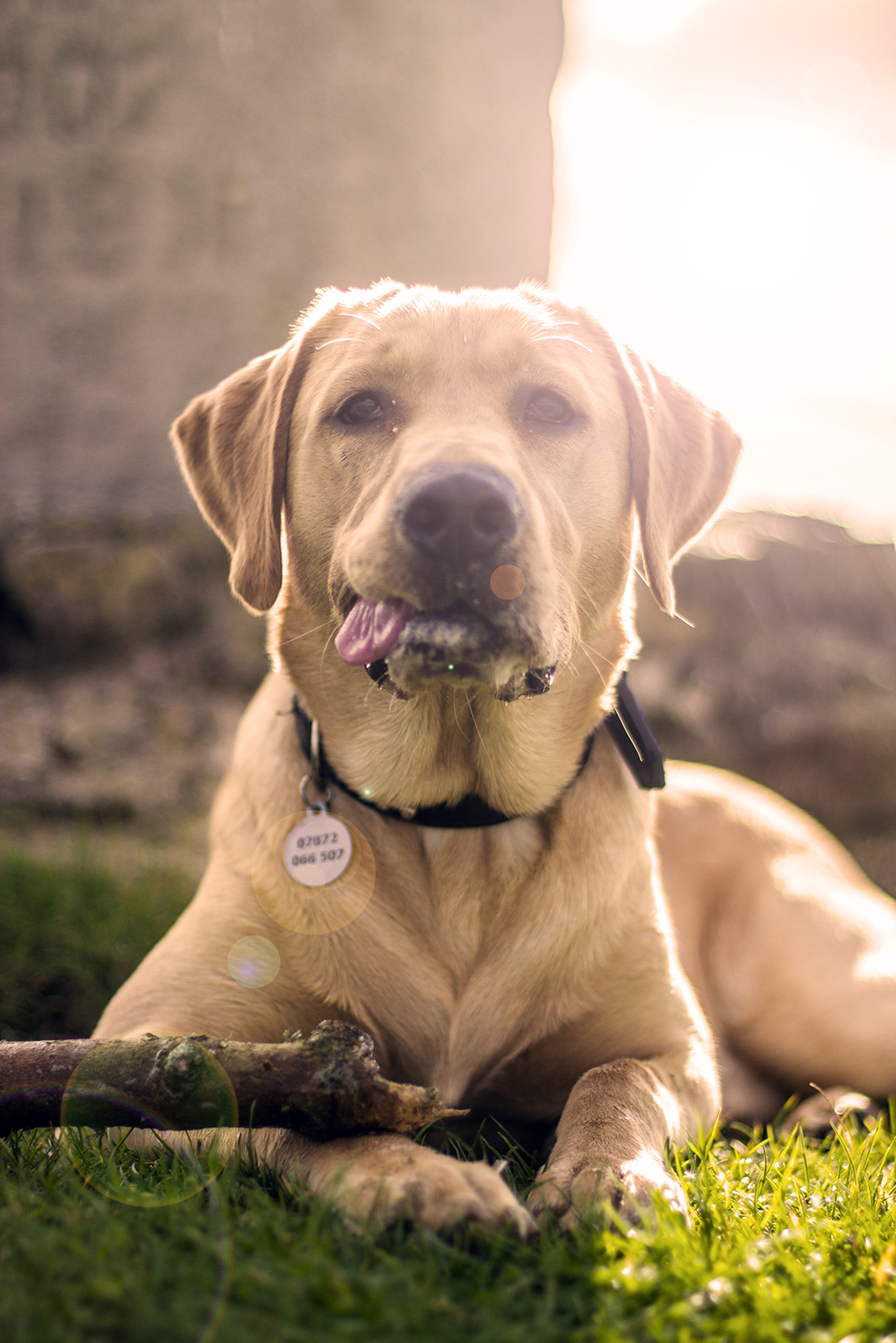 Bristol Website Design - Simba