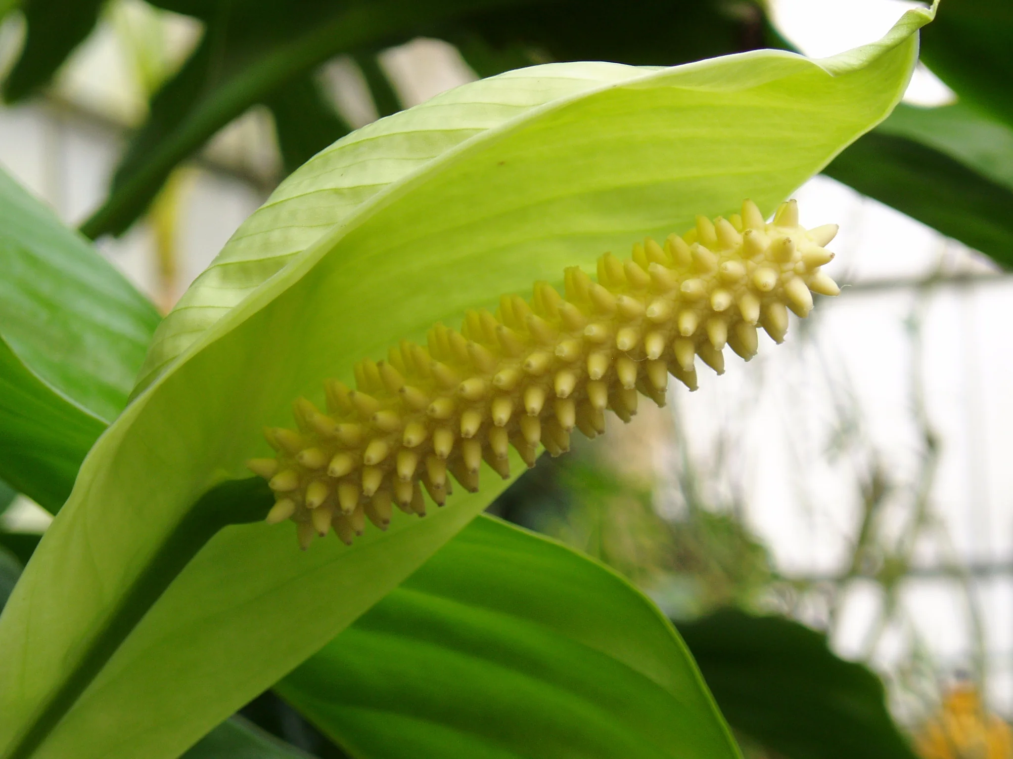 Incontro con i giardinieri: le piante tropicali d'appartamento
