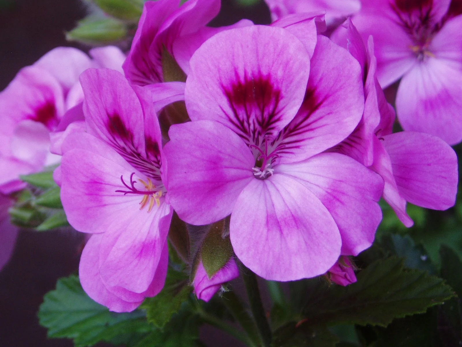 Festa di Primavera e 26a Mostra di Pelargoni