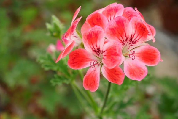 Pelargoni al tempo del Corona Virus