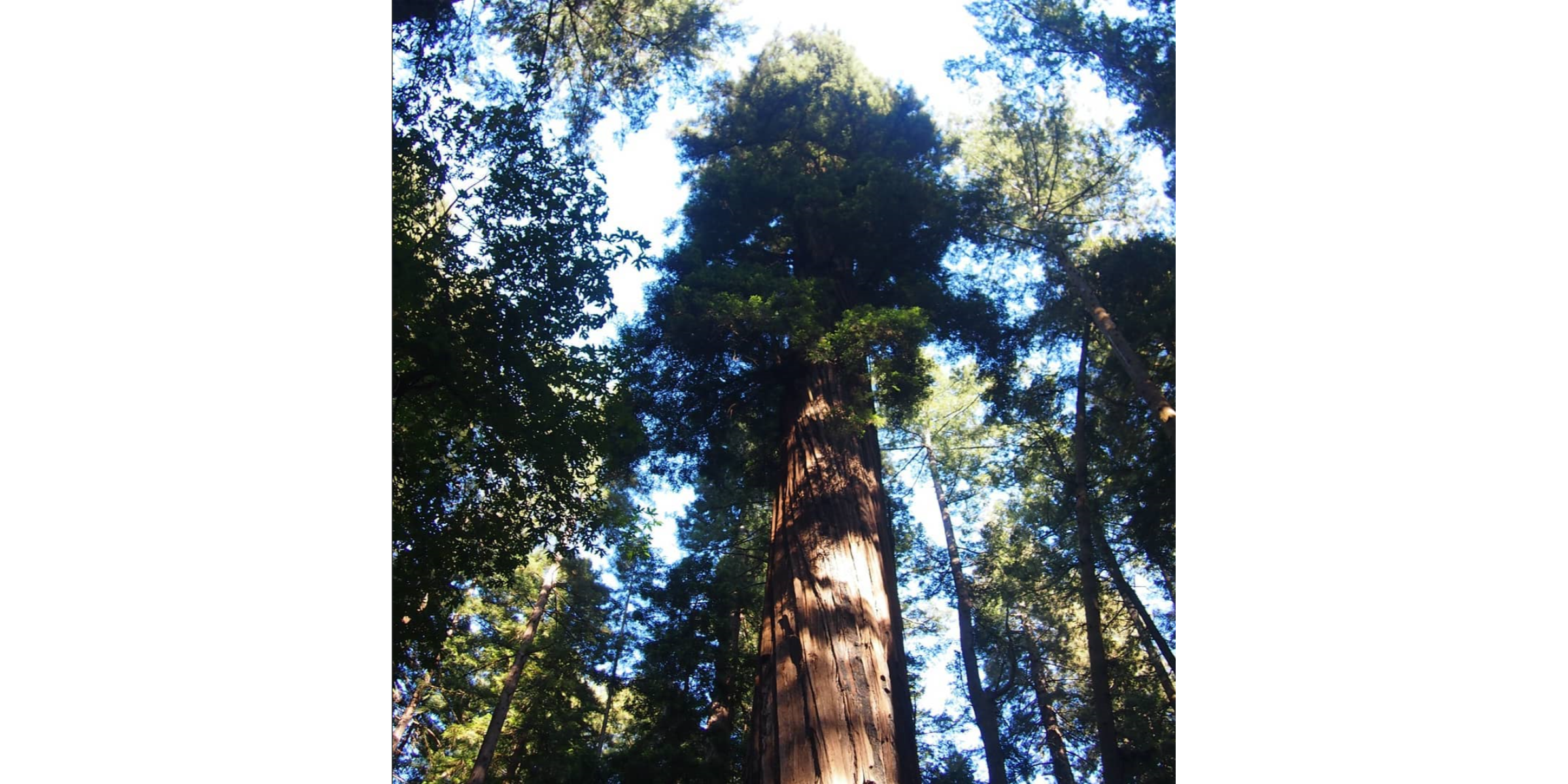 Tree wide.png