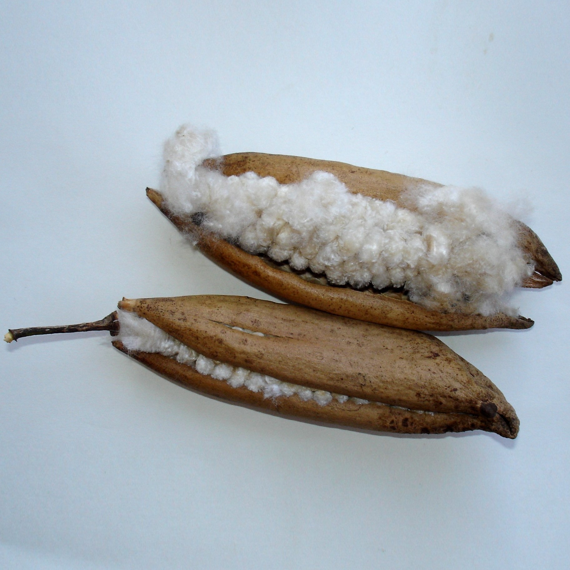 Kapok_(pods) 2.jpg