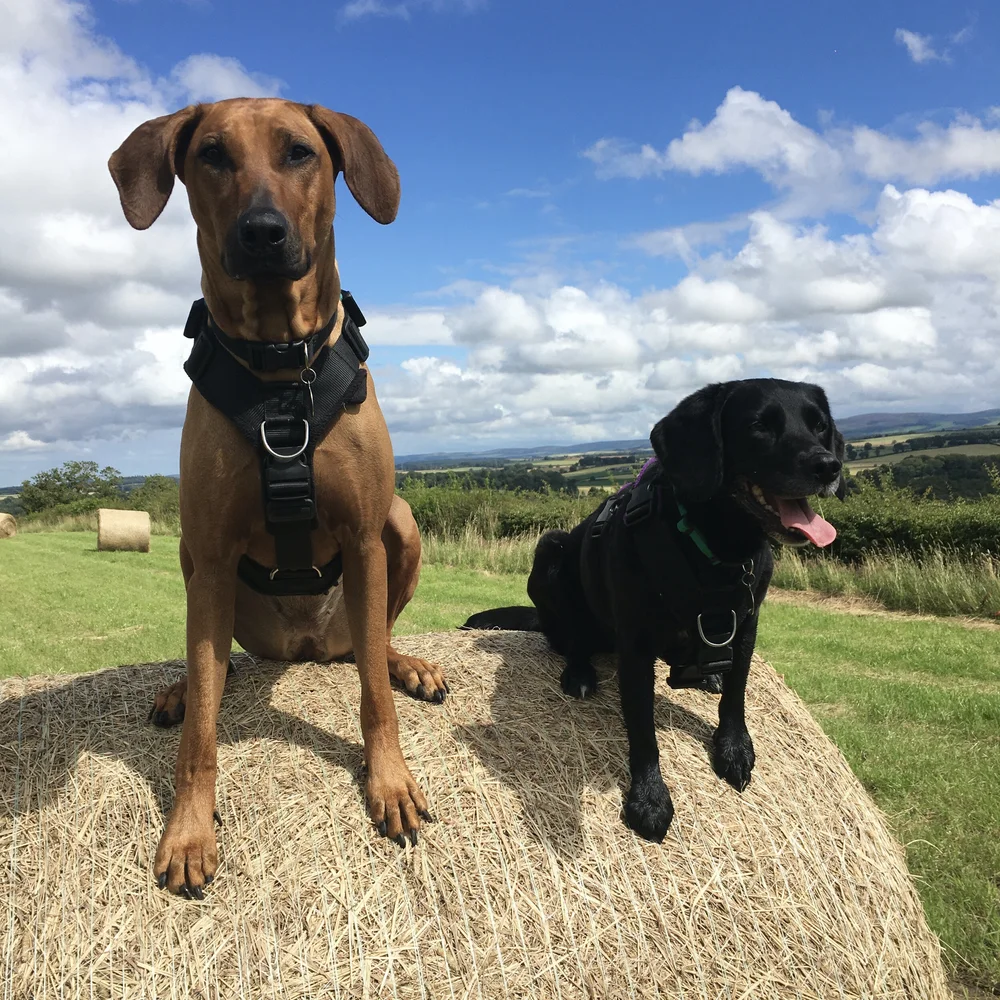 Norah and Tilly - Flyball Pros