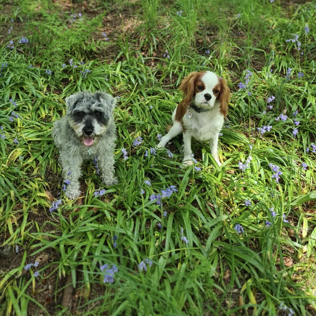 Sadie and Belle - Wild swimming enthusiasts