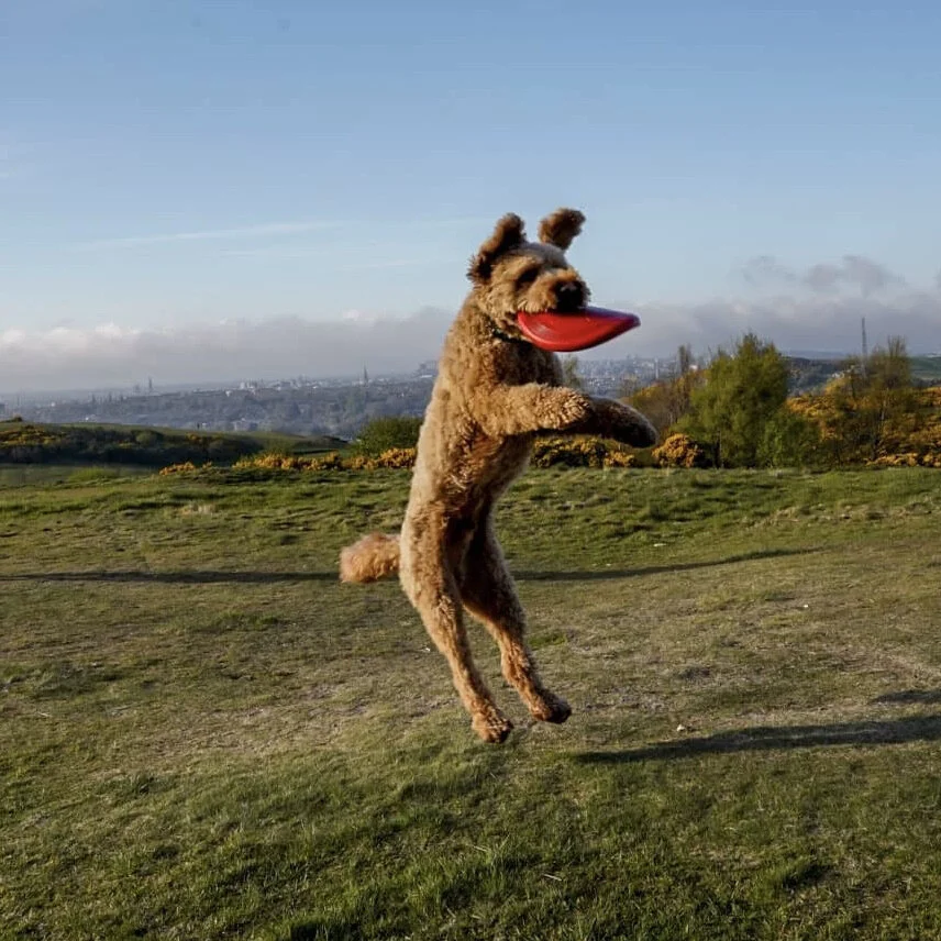 Dexter - Obsesssed with frisbees